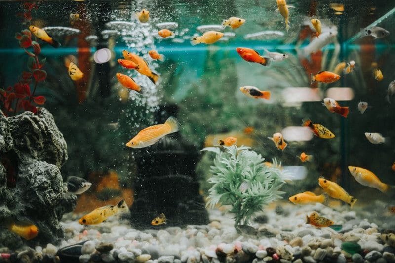 Рыбки в аквариуме - красивые картинки (100 фото) #99