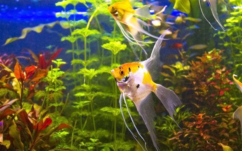 Рыбки в аквариуме - красивые картинки (100 фото) #93