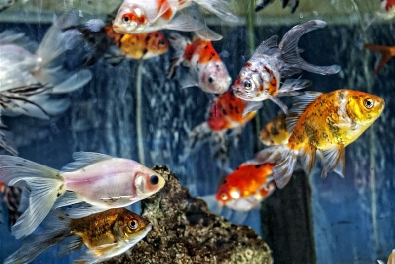 Рыбки в аквариуме - красивые картинки (100 фото) #92