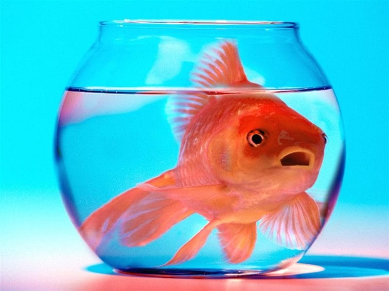 Рыбки в аквариуме - красивые картинки (100 фото) #82