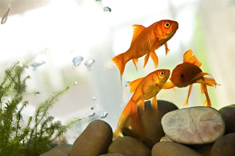 Рыбки в аквариуме - красивые картинки (100 фото) #67