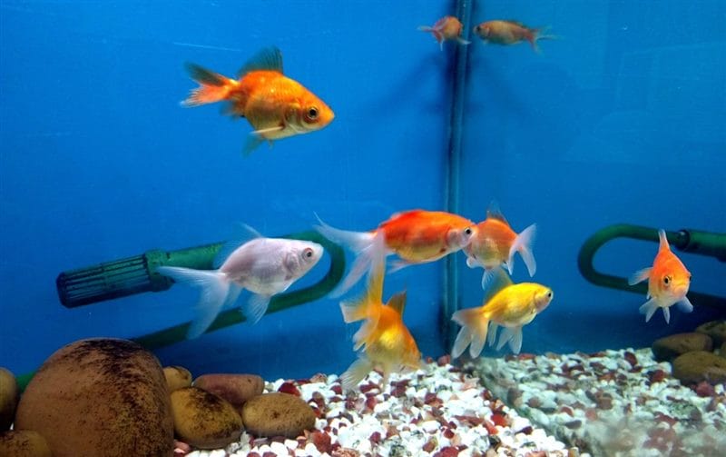 Рыбки в аквариуме - красивые картинки (100 фото) #70