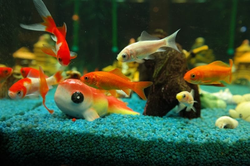 Рыбки в аквариуме - красивые картинки (100 фото) #77