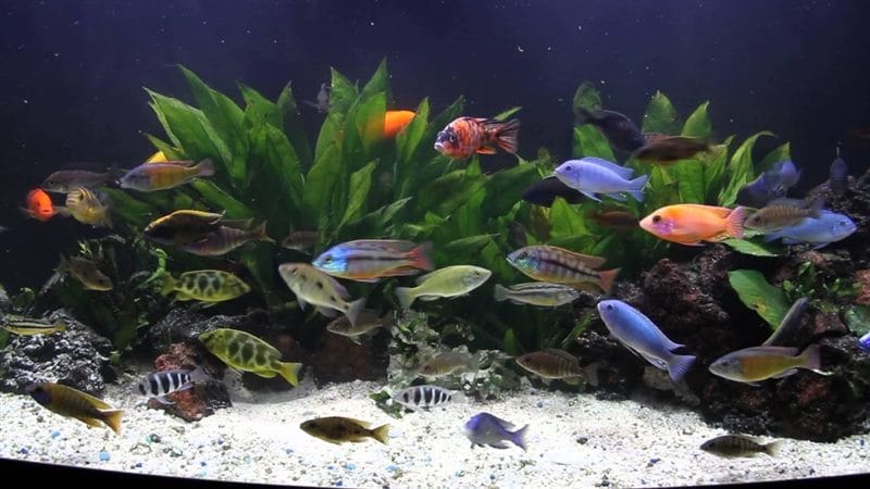 Рыбки в аквариуме - красивые картинки (100 фото) #79