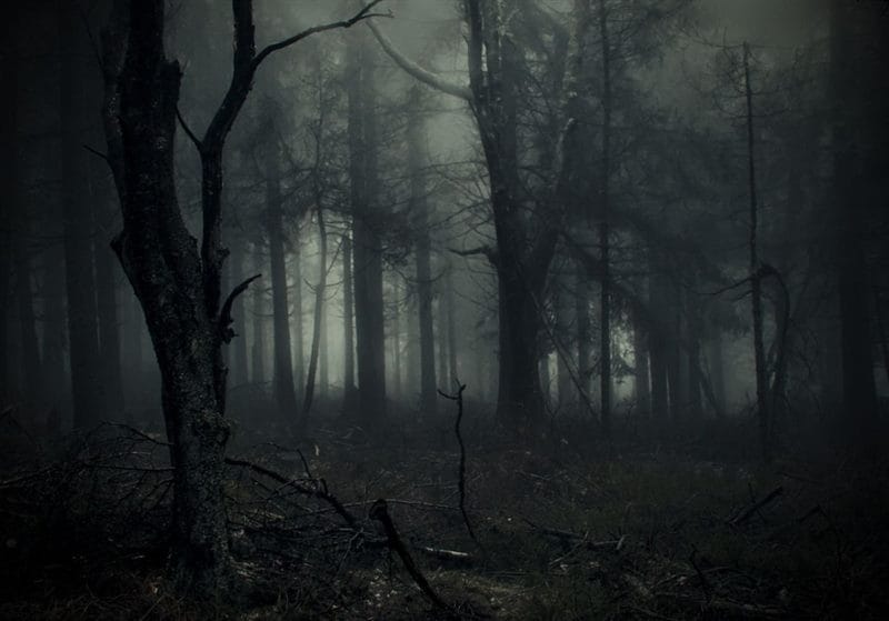 Страшный лес - красивые картинки (100 фото) #76