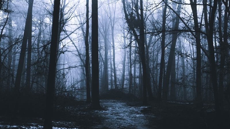 Страшный лес - красивые картинки (100 фото) #96