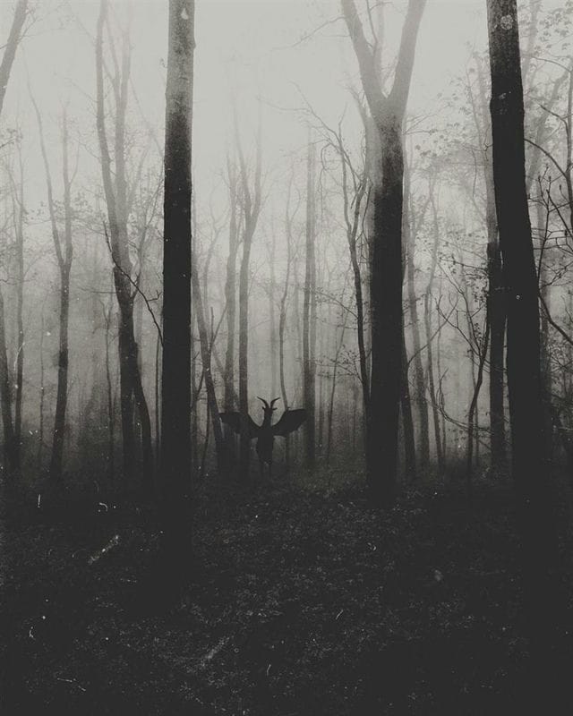 Страшный лес - красивые картинки (100 фото) #91