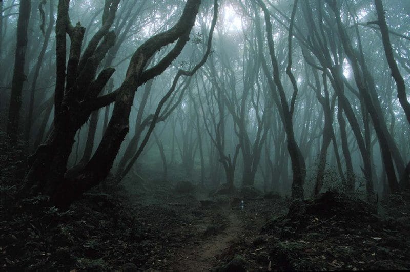 Страшный лес - красивые картинки (100 фото) #89