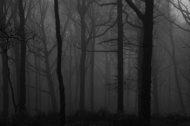 Страшный лес - красивые картинки (100 фото) #72