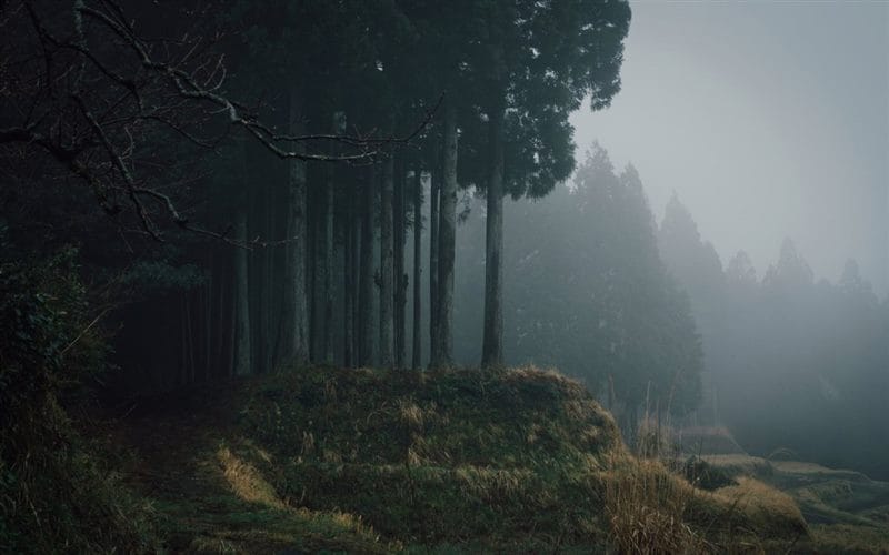 Страшный лес - красивые картинки (100 фото) #75