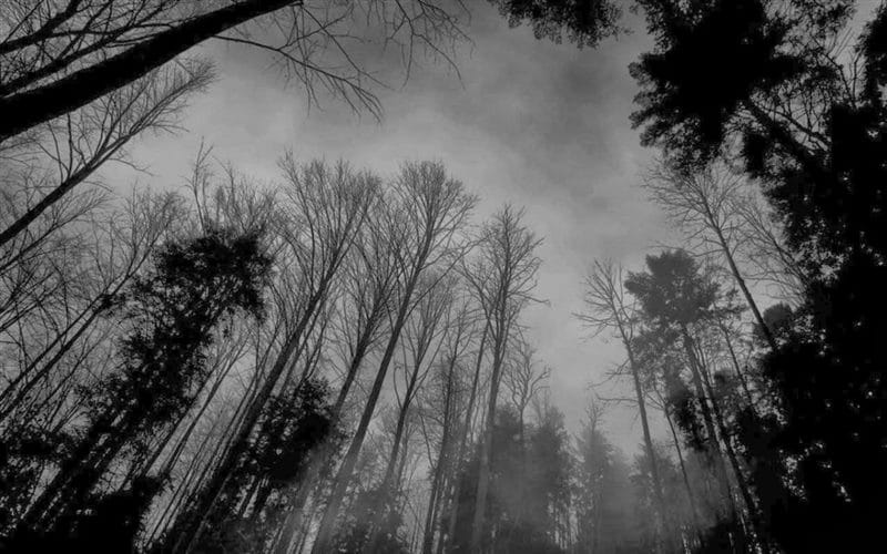 Страшный лес - красивые картинки (100 фото) #97