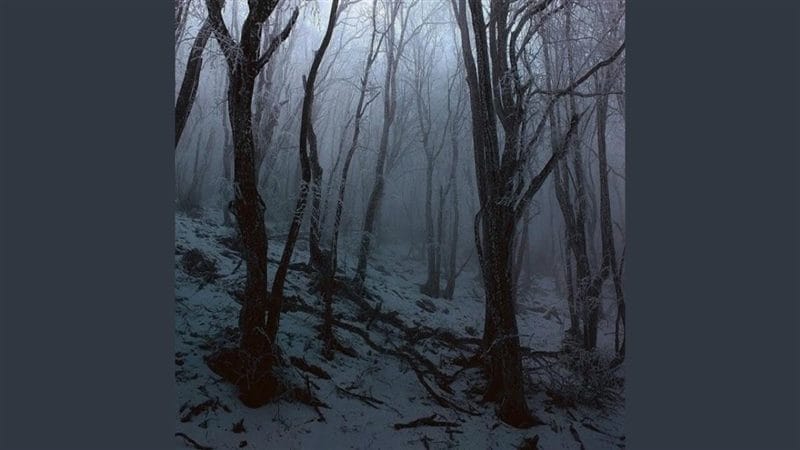Страшный лес - красивые картинки (100 фото) #73