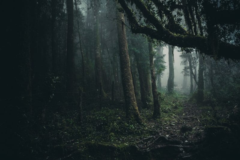 Страшный лес - красивые картинки (100 фото) #82