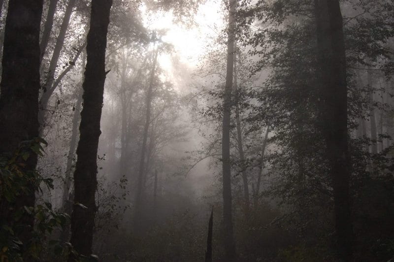 Страшный лес - красивые картинки (100 фото) #88