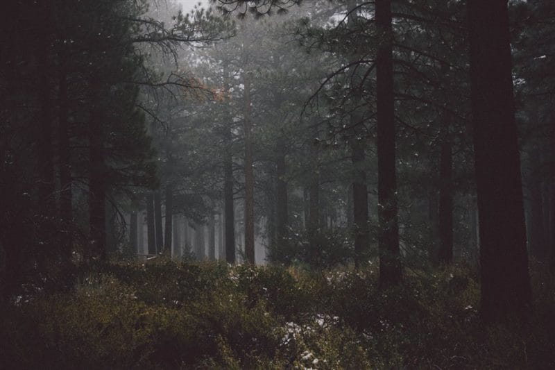 Страшный лес - красивые картинки (100 фото) #87