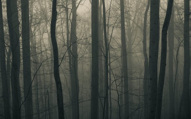 Страшный лес - красивые картинки (100 фото) #93