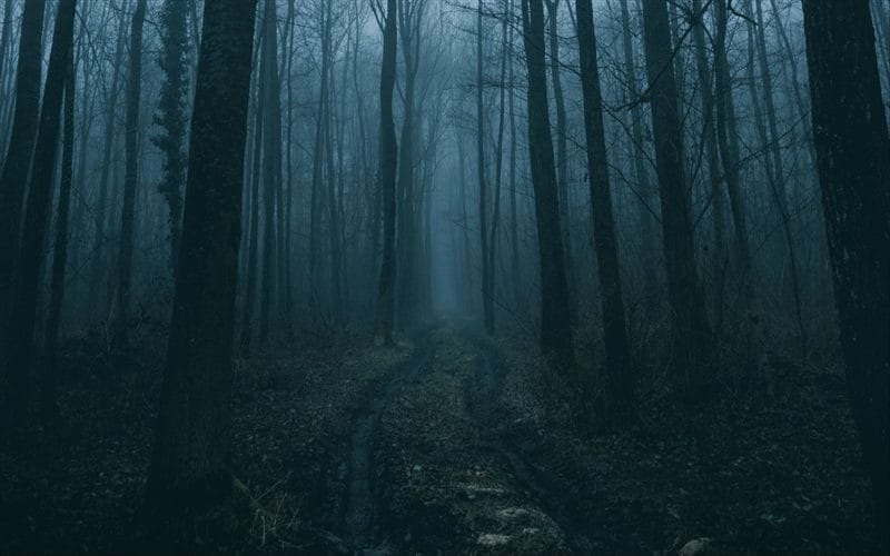 Страшный лес - красивые картинки (100 фото) #80