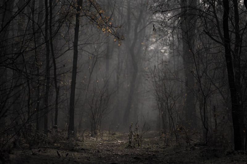 Страшный лес - красивые картинки (100 фото) #81