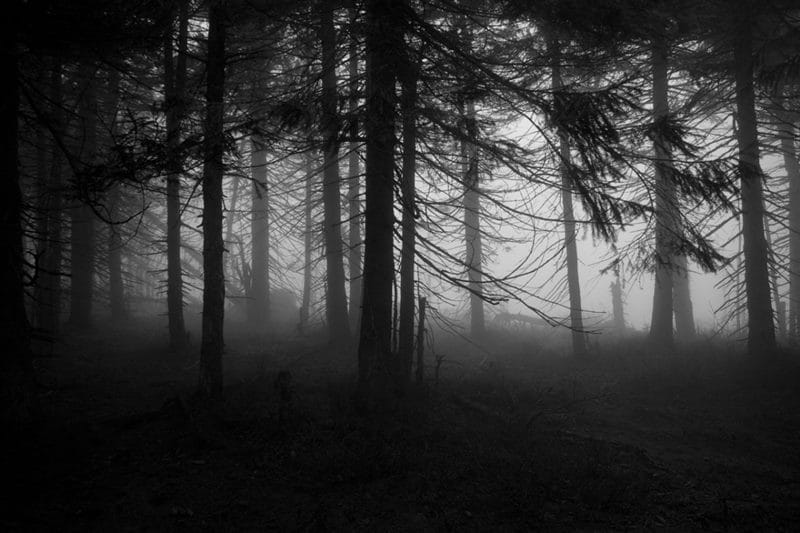 Страшный лес - красивые картинки (100 фото) #94