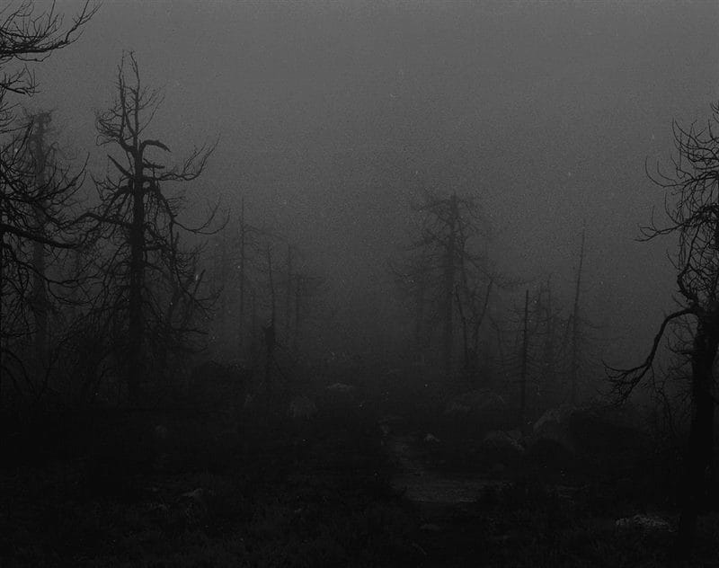 Страшный лес - красивые картинки (100 фото) #78