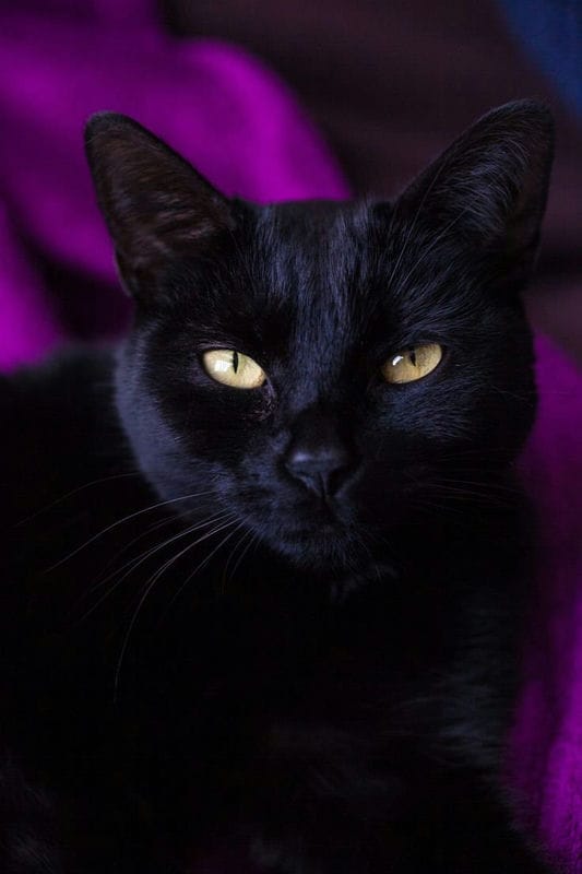 Картинки черных кошек (100 фото) #6