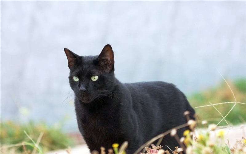 Картинки черных кошек (100 фото) #22