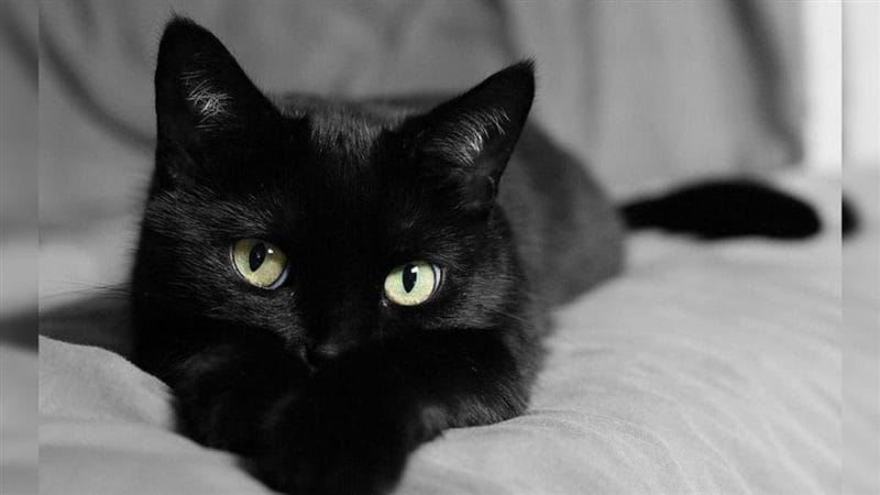 Картинки черных кошек (100 фото) #15