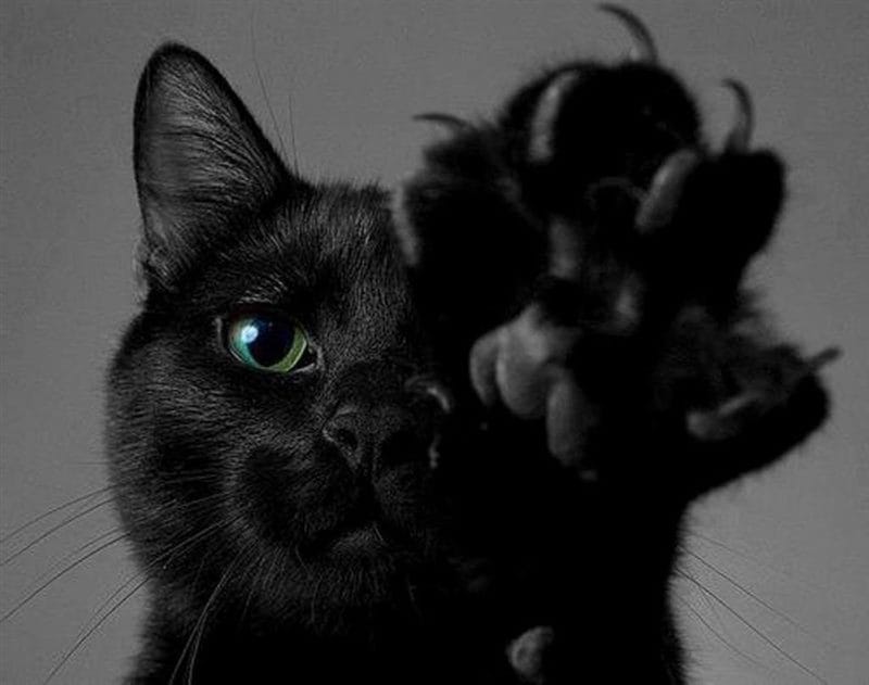 Картинки черных кошек (100 фото) #14