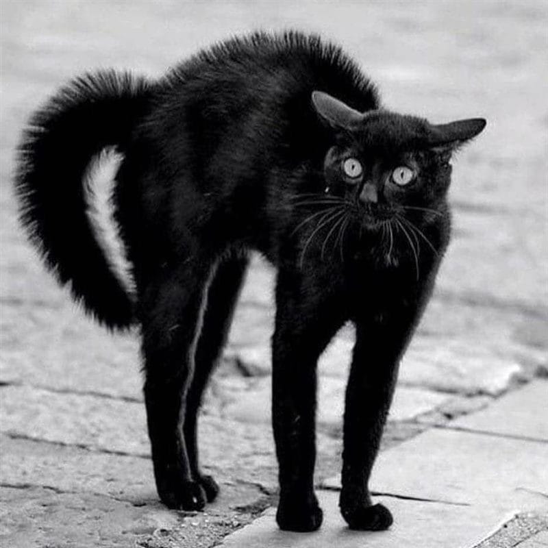 Картинки черных кошек (100 фото) #29
