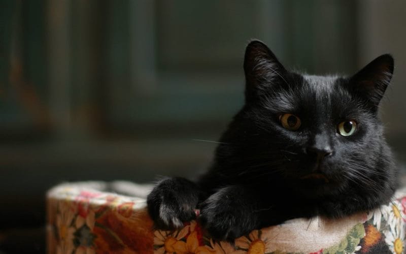Картинки черных кошек (100 фото) #21
