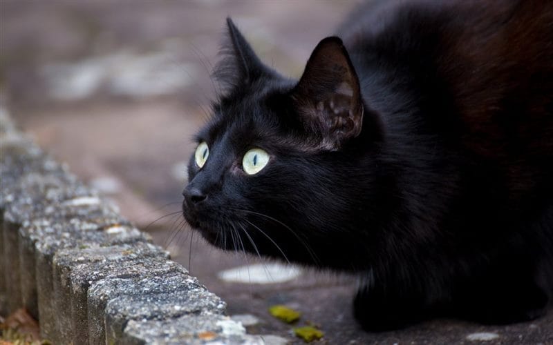 Картинки черных кошек (100 фото) #40