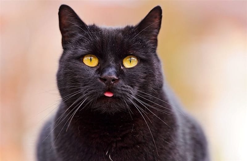 Картинки черных кошек (100 фото) #1