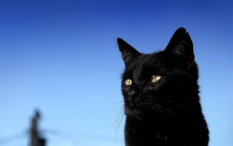 Картинки черных кошек (100 фото) #4