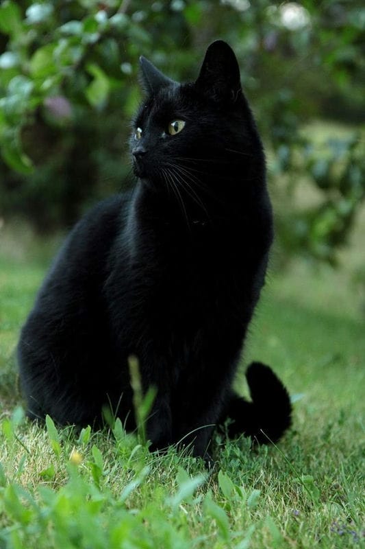 Картинки черных кошек (100 фото) #50