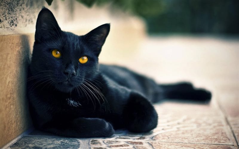 Картинки черных кошек (100 фото) #51