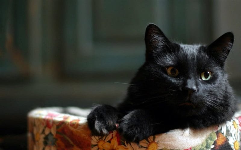 Картинки черных кошек (100 фото) #32