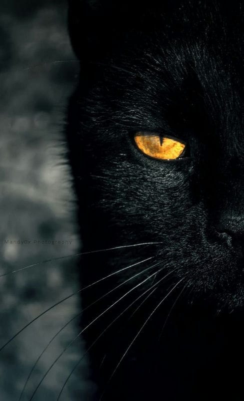 Картинки черных кошек (100 фото) #26