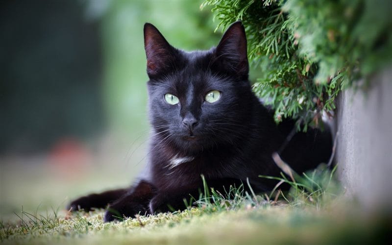Картинки черных кошек (100 фото) #57