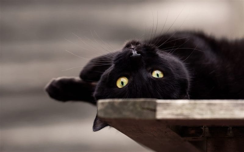 Картинки черных кошек (100 фото) #12
