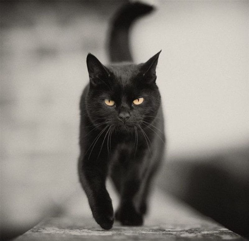 Картинки черных кошек (100 фото) #35