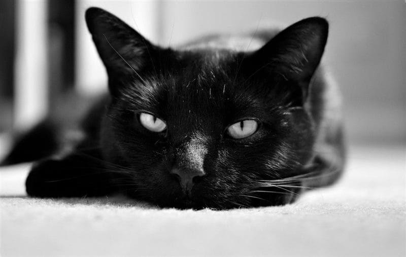 Картинки черных кошек (100 фото) #44