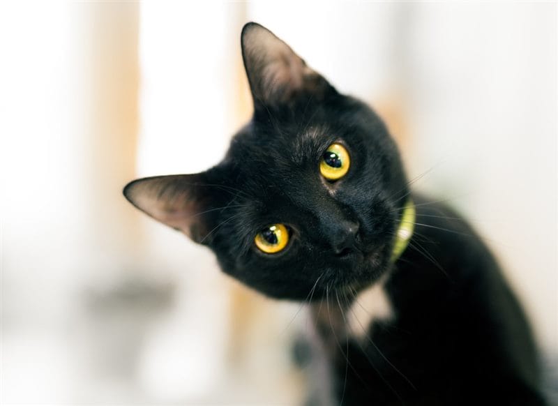 Картинки черных кошек (100 фото) #9