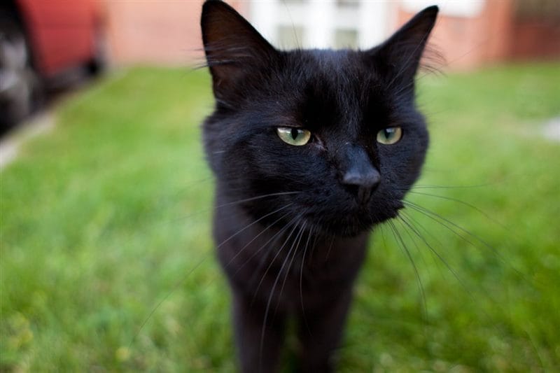 Картинки черных кошек (100 фото) #34