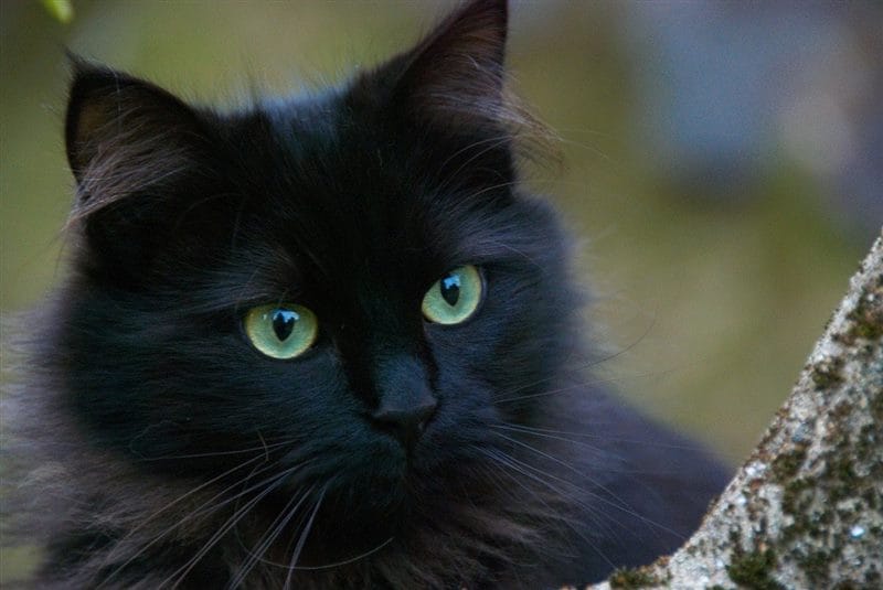 Картинки черных кошек (100 фото) #94
