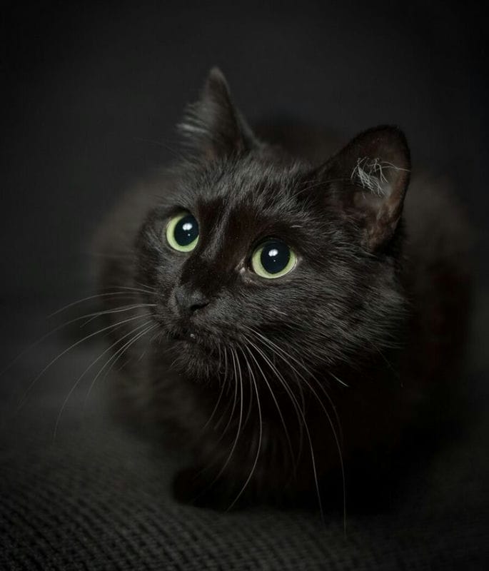Картинки черных кошек (100 фото) #28