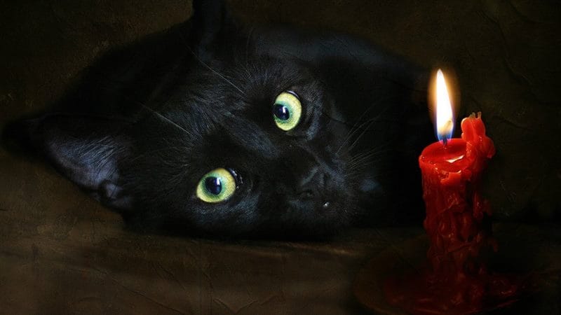 Картинки черных кошек (100 фото) #67