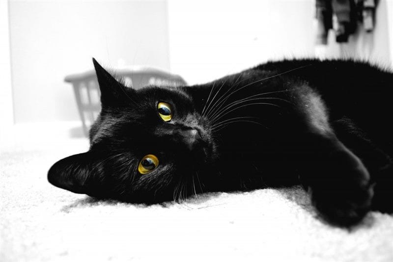Картинки черных кошек (100 фото) #25