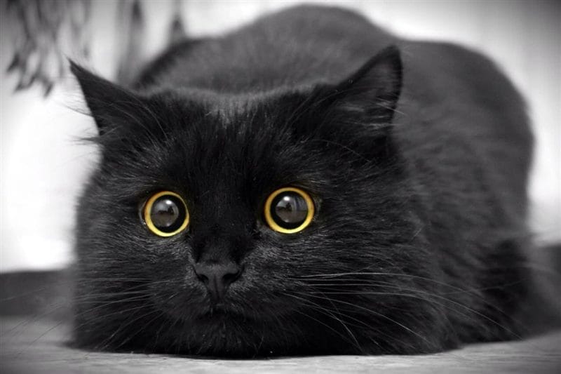Картинки черных кошек (100 фото) #54