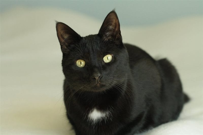 Картинки черных кошек (100 фото) #20
