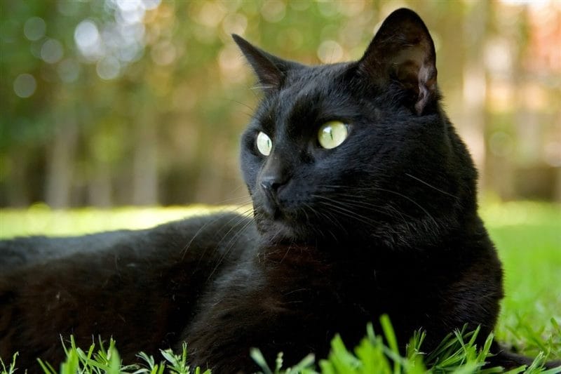 Картинки черных кошек (100 фото) #71